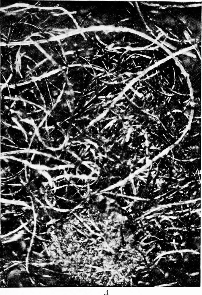 An illustration from Wool substitutes, 1922, leaf 58