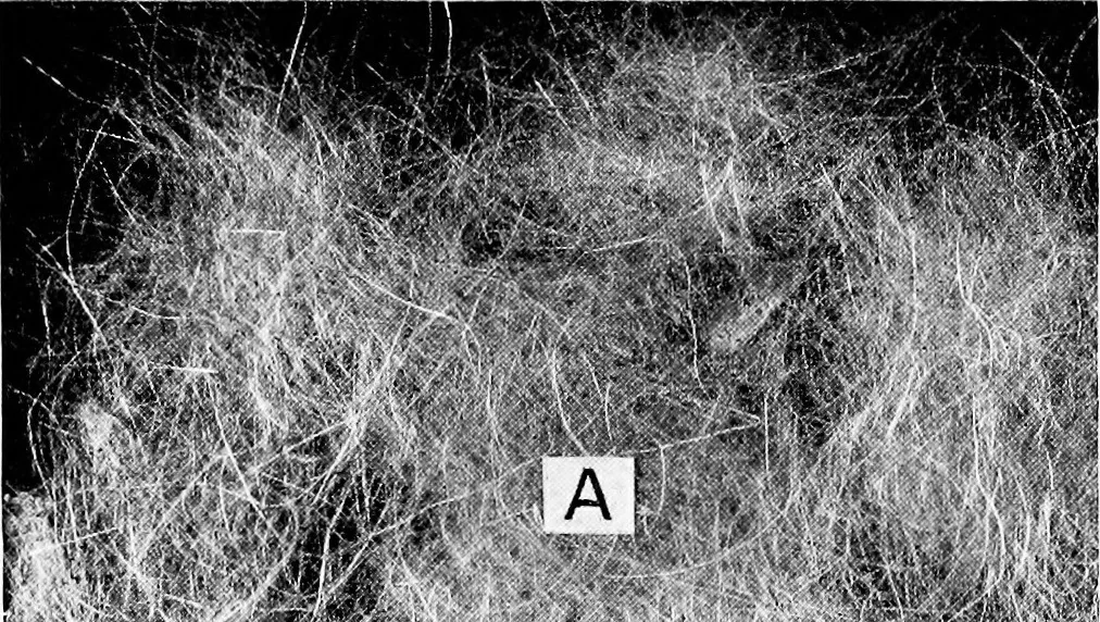 An illustration from Wool substitutes, 1922, leaf 98