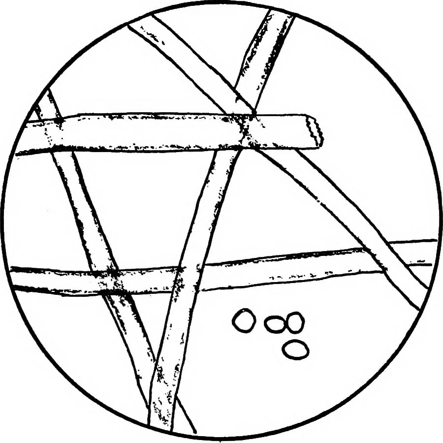 An illustration from Study of fabrics, 1920, leaf 101