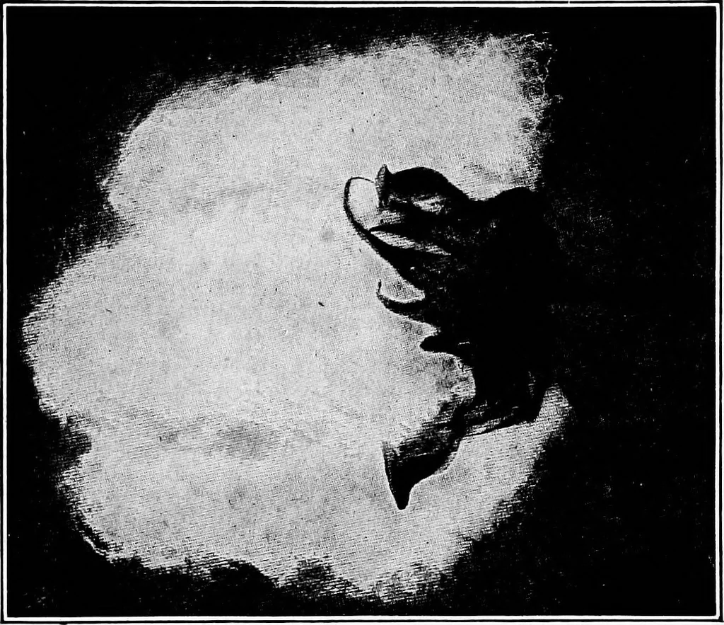 An illustration from Study of fabrics, 1920, leaf 21