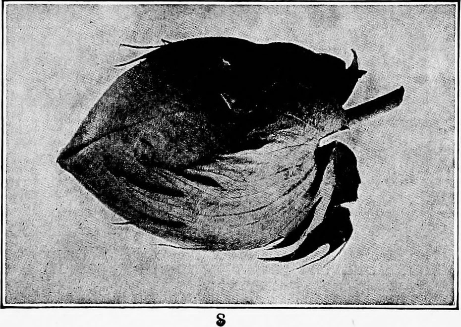 An illustration from Study of fabrics, 1920, leaf 21