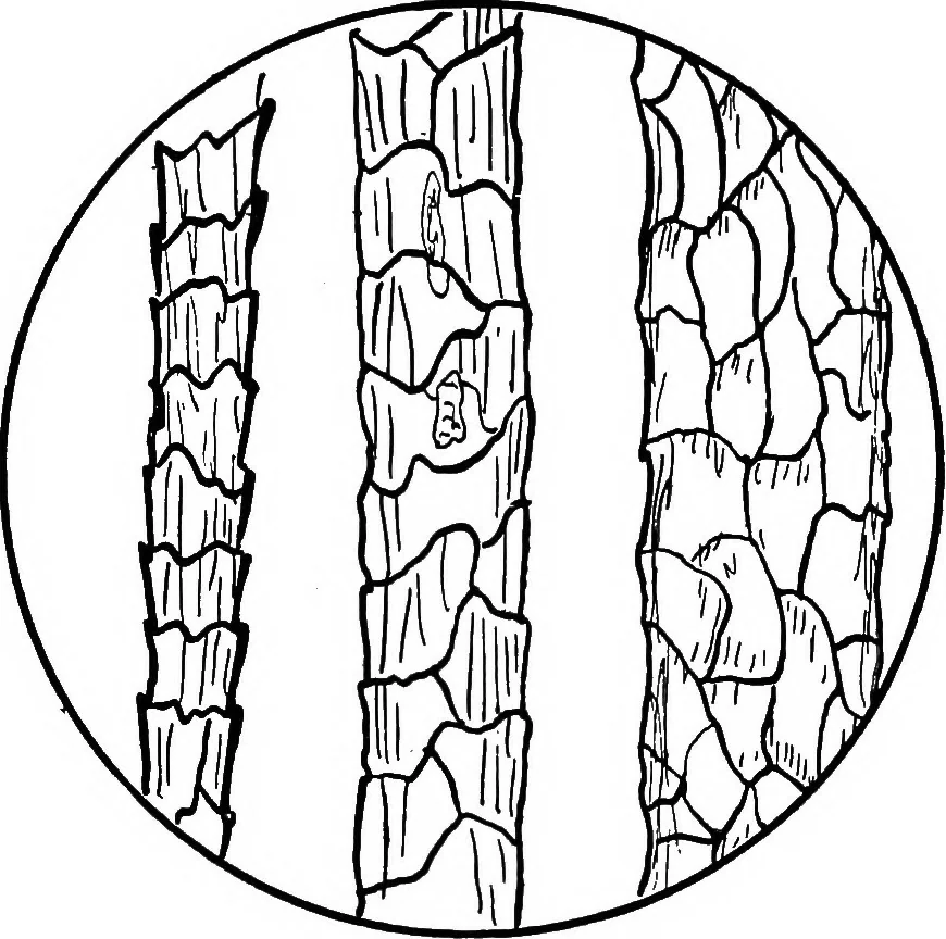 An illustration from Study of fabrics, 1920, leaf 44