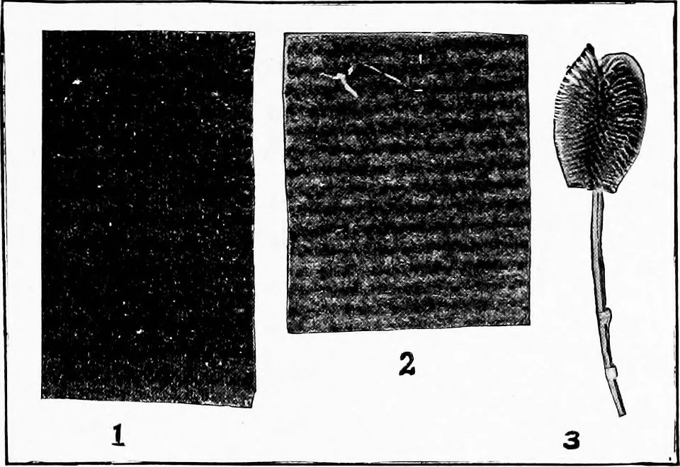 An illustration from Study of fabrics, 1920, leaf 52