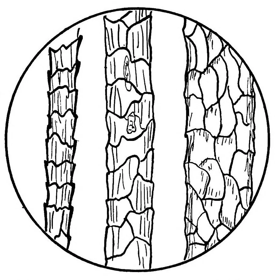 An illustration from Study of fabrics, 1920, leaf 44