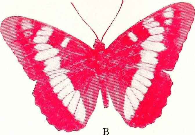 An illustration from Flame, electricity and the camera; man's progress from the first kindling of fire to the wireless telegraph and the photography of color, 1900, leaf 11
