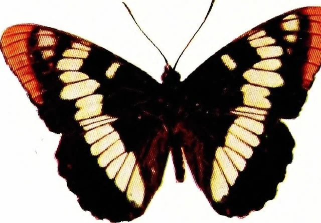 An illustration from Flame, electricity and the camera; man's progress from the first kindling of fire to the wireless telegraph and the photography of color, 1900, leaf 11