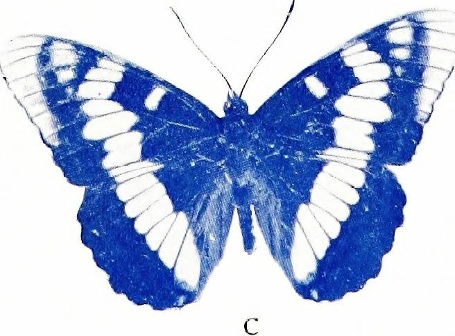 An illustration from Flame, electricity and the camera; man's progress from the first kindling of fire to the wireless telegraph and the photography of color, 1900, leaf 11