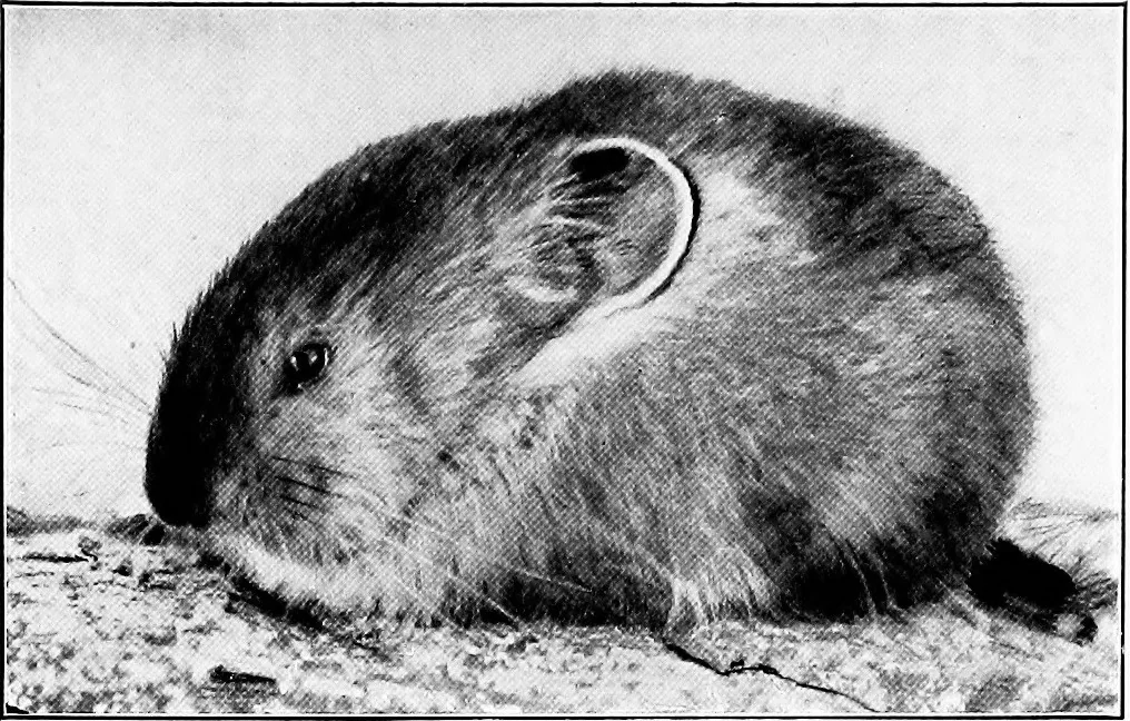 An illustration from Flame, electricity and the camera; man's progress from the first kindling of fire to the wireless telegraph and the photography of color, 1900, leaf 354