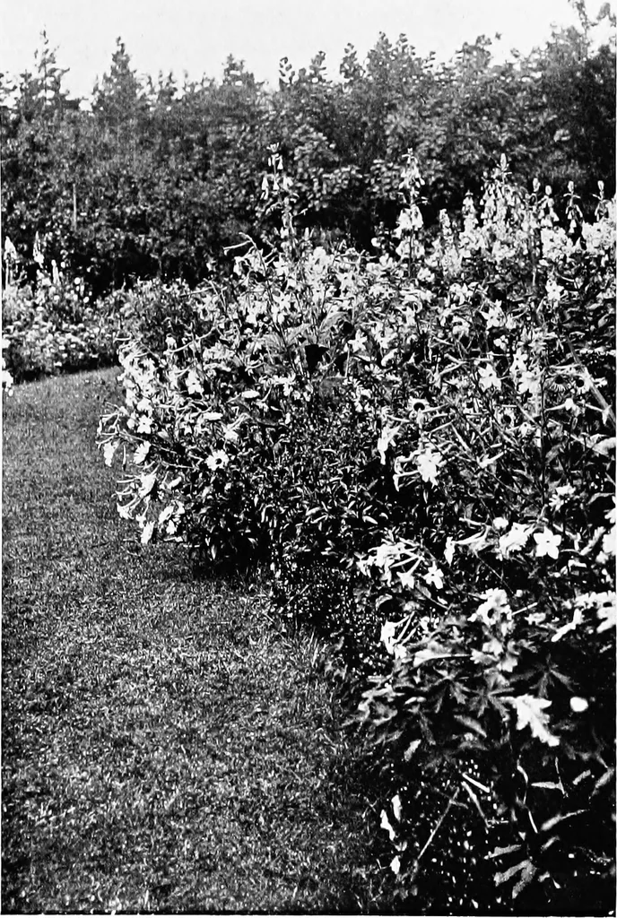 An illustration from The happy garden, 1912, leaf 184