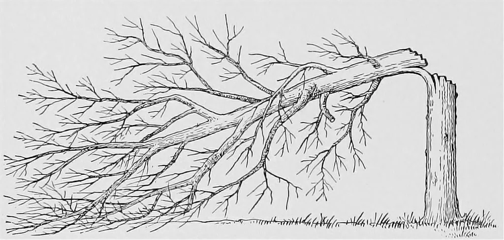 An illustration from Boundaries and landmarks: a practical manual, 1912, leaf 37