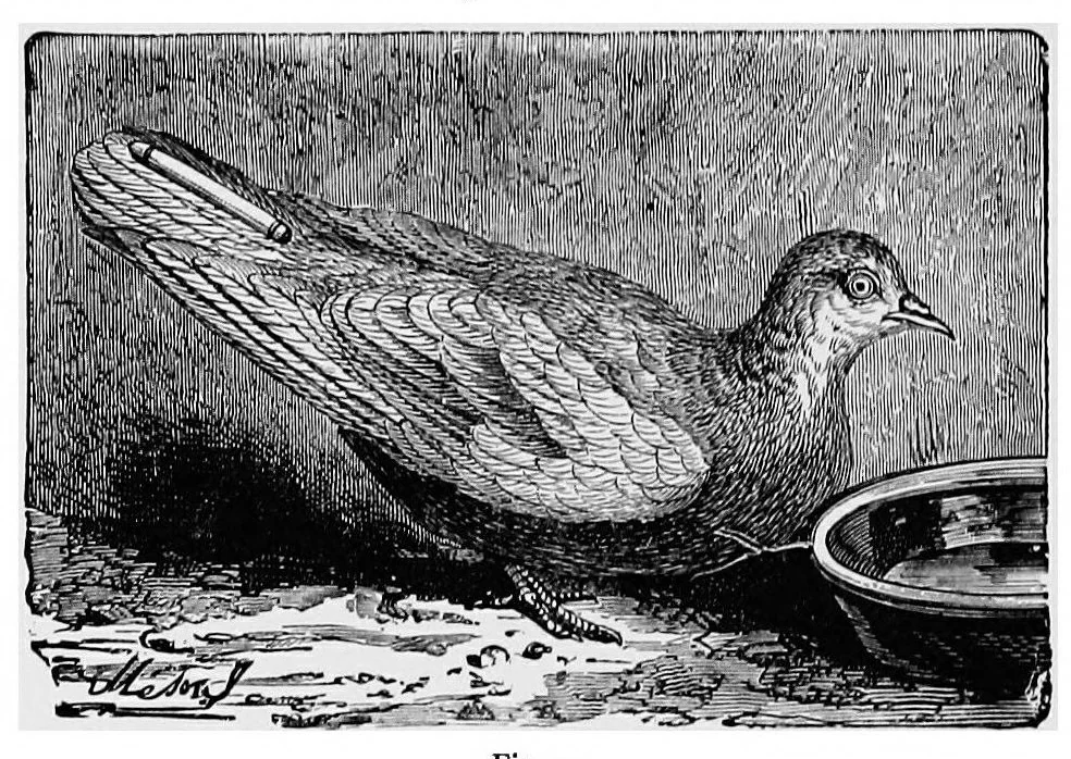 An illustration from The seven follies of science; a popular account of the most famous scientific impossibilities and the attempts which have been made to solve them. To which is added a small budget of interesting paradoxes, illusions, and marvels, 1906, leaf 157