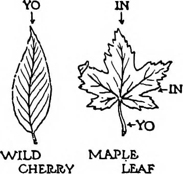An illustration from The beautiful necessity; seven essays on theosophy and architecture, 1910, leaf 32