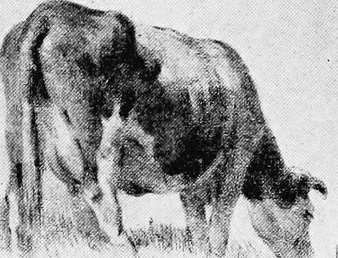 An illustration from Dutch painters of the nineteenth century. With biographical notices, 1898, leaf 255