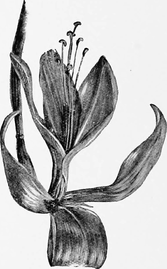 An illustration from Dutch painters of the nineteenth century. With biographical notices, 1898, leaf 317