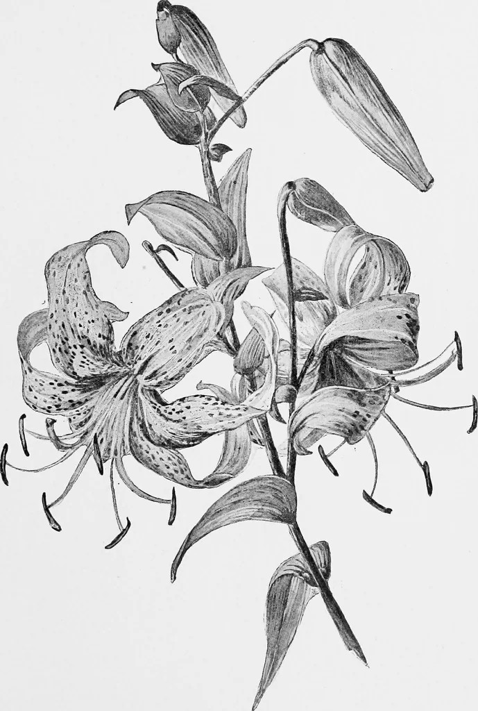 An illustration from Dutch painters of the nineteenth century. With biographical notices, 1898, leaf 318