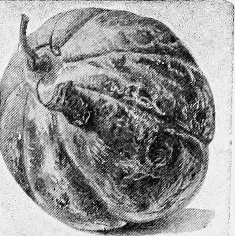 An illustration from Dutch painters of the nineteenth century. With biographical notices, 1898, leaf 321
