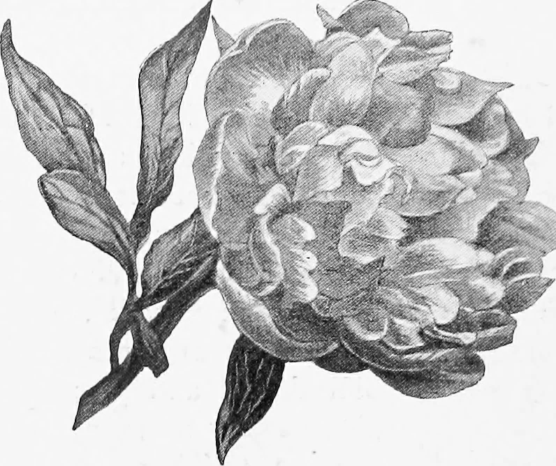 An illustration from Dutch painters of the nineteenth century. With biographical notices, 1898, leaf 323