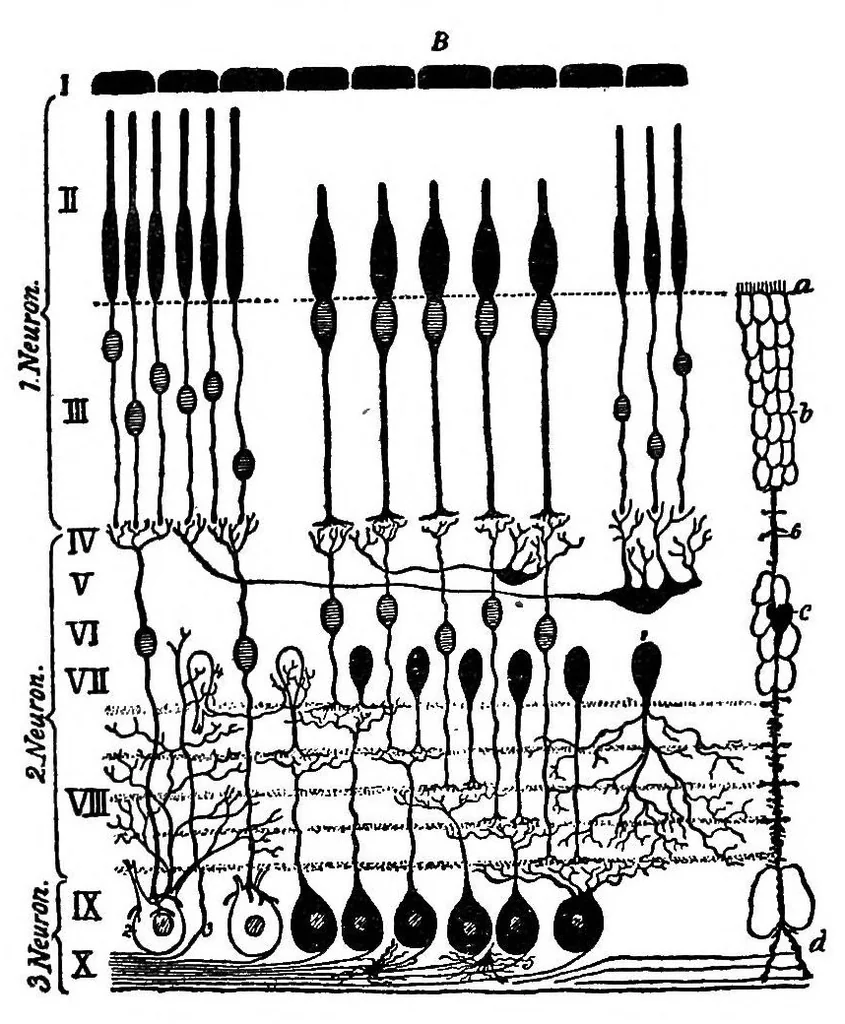 An illustration from The physiology of vision with special reference to colour blindness, 1920, leaf 27
