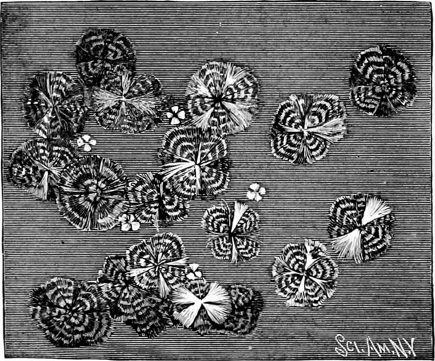 An illustration from Experimental science. Elementary, practical and experimental physics, 1890, leaf 295