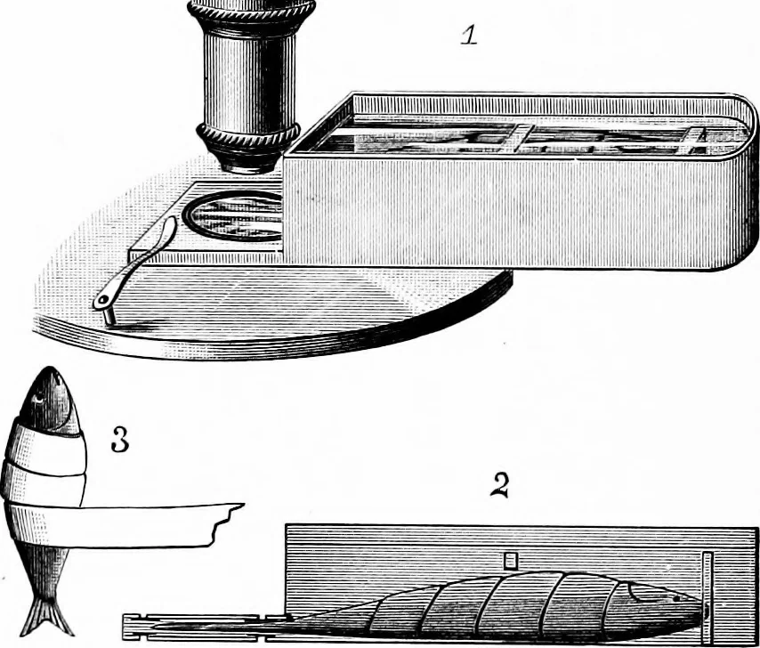 An illustration from Experimental science. Elementary, practical and experimental physics, 1890, leaf 319