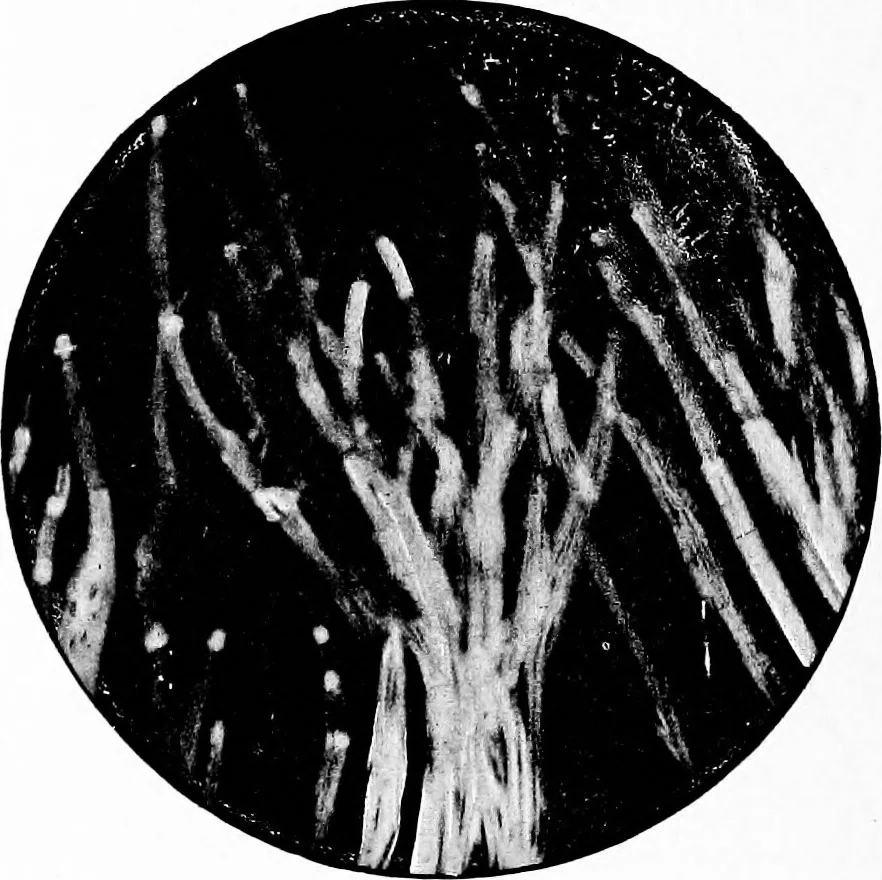 An illustration from Experimental science. Elementary, practical and experimental physics, 1890, leaf 593