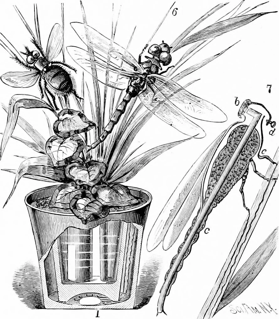 An illustration from Experimental science. Elementary, practical and experimental physics, 1890, leaf 613