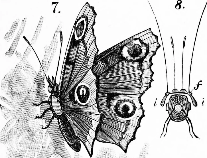 An illustration from Experimental science. Elementary, practical and experimental physics, 1890, leaf 614
