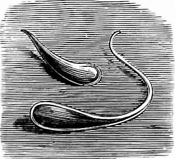An illustration from Experimental science. Elementary, practical and experimental physics, 1890, leaf 80