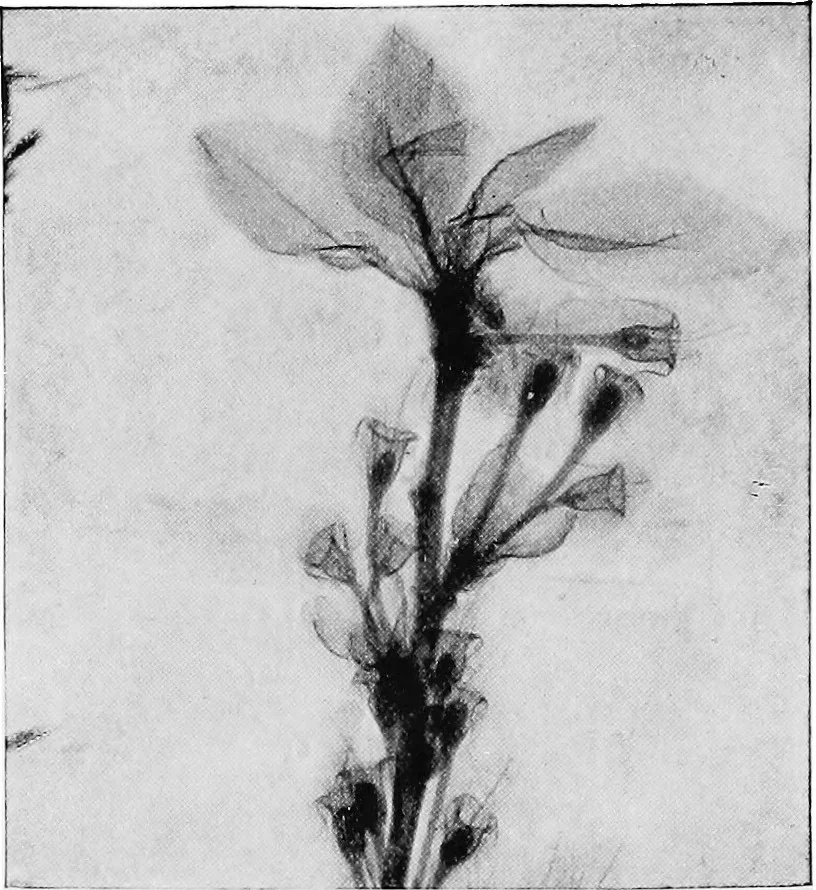 An illustration from X rays, 1918, leaf 205
