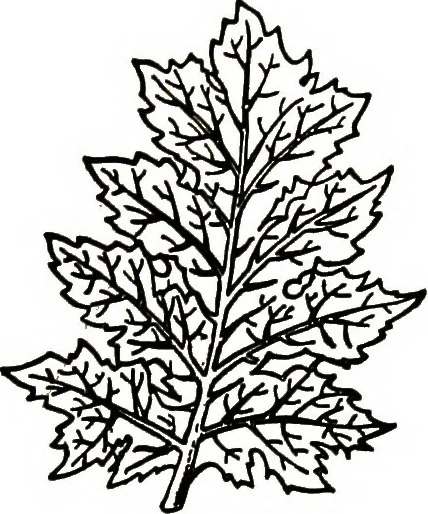 An illustration from The book of decorative furniture, its form, colour, & history, 1911, leaf 192