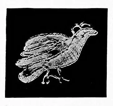 An illustration from Devon pillow lace: its history and how to make it, 1908, leaf 113