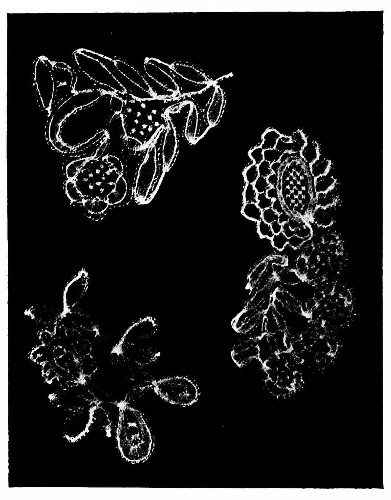 An illustration from Devon pillow lace: its history and how to make it, 1908, leaf 65