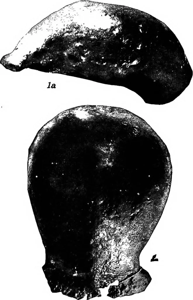 An illustration from Men of the old stone age, their environment, life and art, 1918, leaf 116