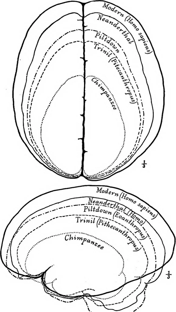 An illustration from Men of the old stone age, their environment, life and art, 1918, leaf 123
