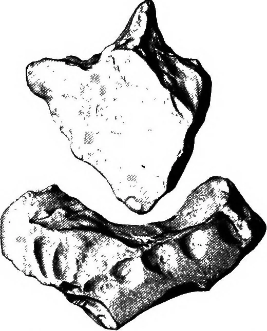 An illustration from Men of the old stone age, their environment, life and art, 1918, leaf 174