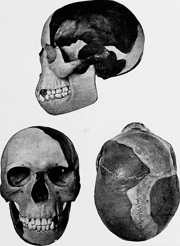 An illustration from Men of the old stone age, their environment, life and art, 1918, leaf 176
