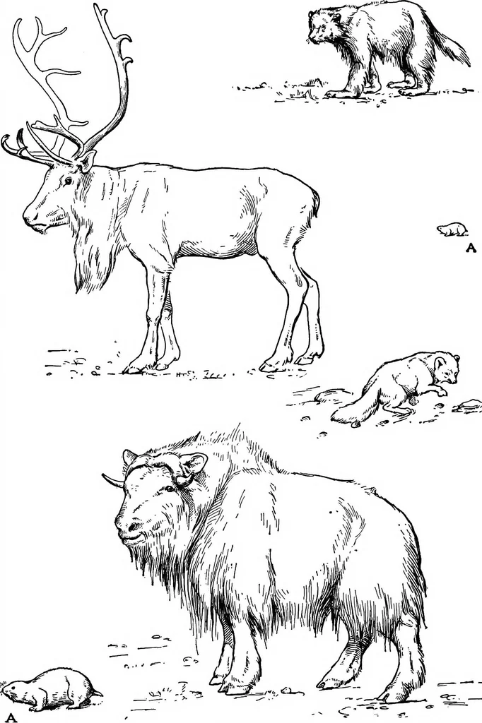 An illustration from Men of the old stone age, their environment, life and art, 1918, leaf 232