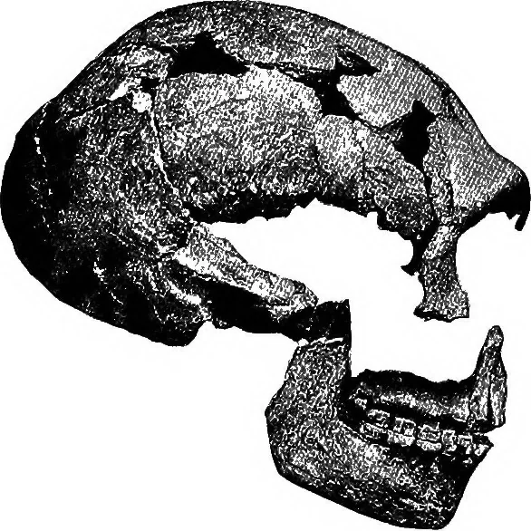 An illustration from Men of the old stone age, their environment, life and art, 1918, leaf 259