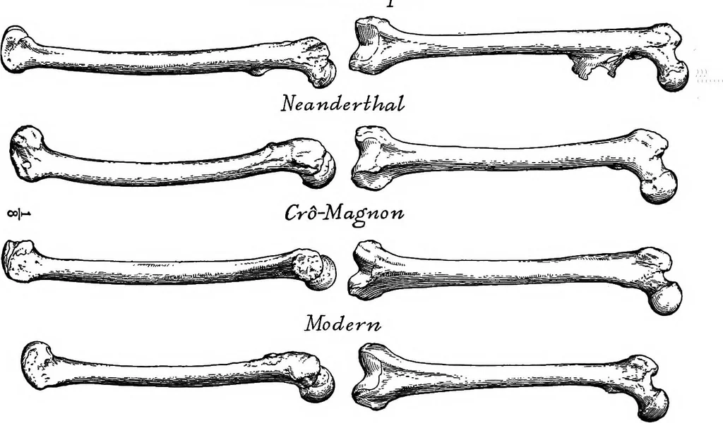 An illustration from Men of the old stone age, their environment, life and art, 1918, leaf 279