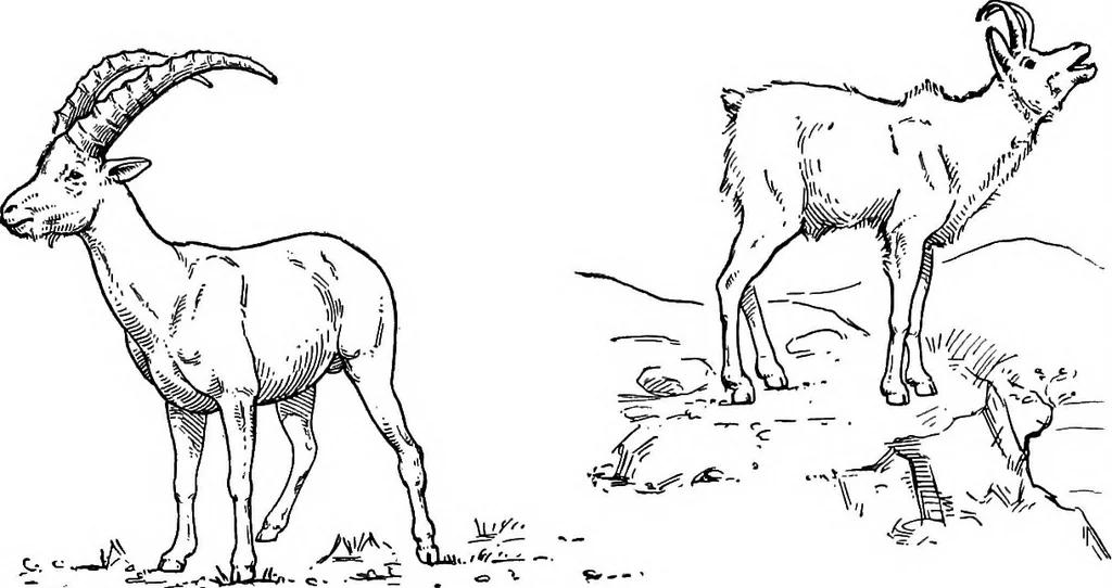 An illustration from Men of the old stone age, their environment, life and art, 1918, leaf 412
