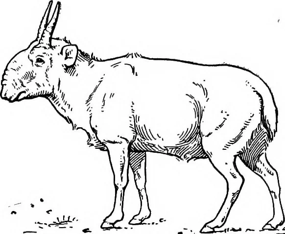 An illustration from Men of the old stone age, their environment, life and art, 1918, leaf 415