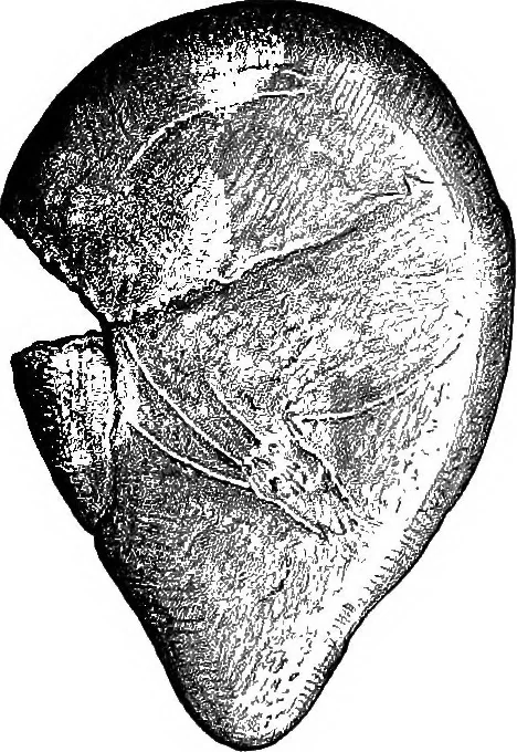 An illustration from Men of the old stone age, their environment, life and art, 1918, leaf 442