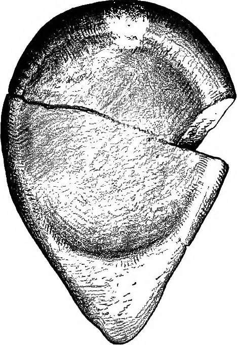 An illustration from Men of the old stone age, their environment, life and art, 1918, leaf 442