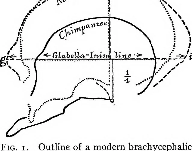 An illustration from Men of the old stone age, their environment, life and art, 1918, leaf 45