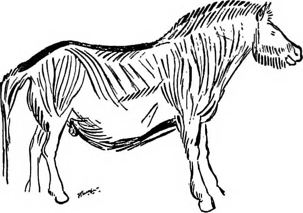 An illustration from Men of the old stone age, their environment, life and art, 1918, leaf 451