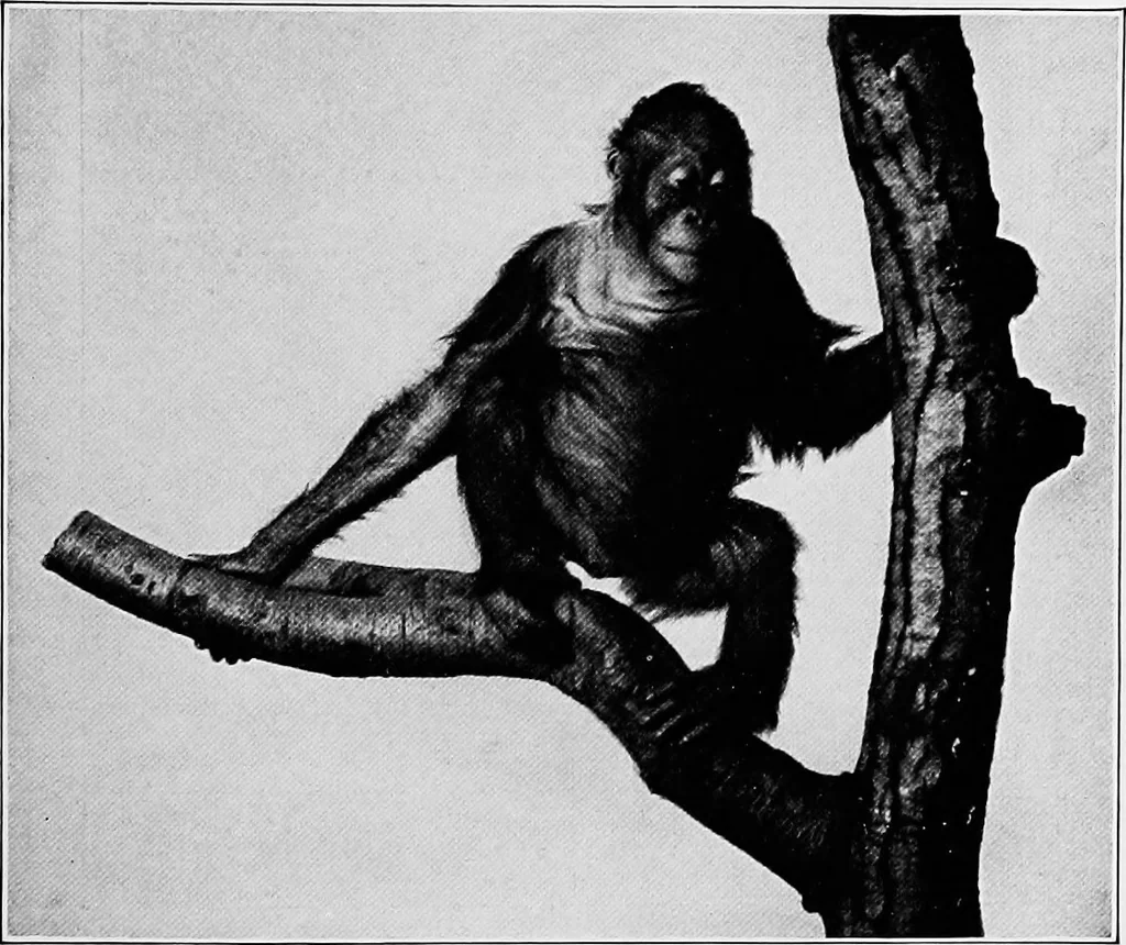 An illustration from Men of the old stone age, their environment, life and art, 1918, leaf 90