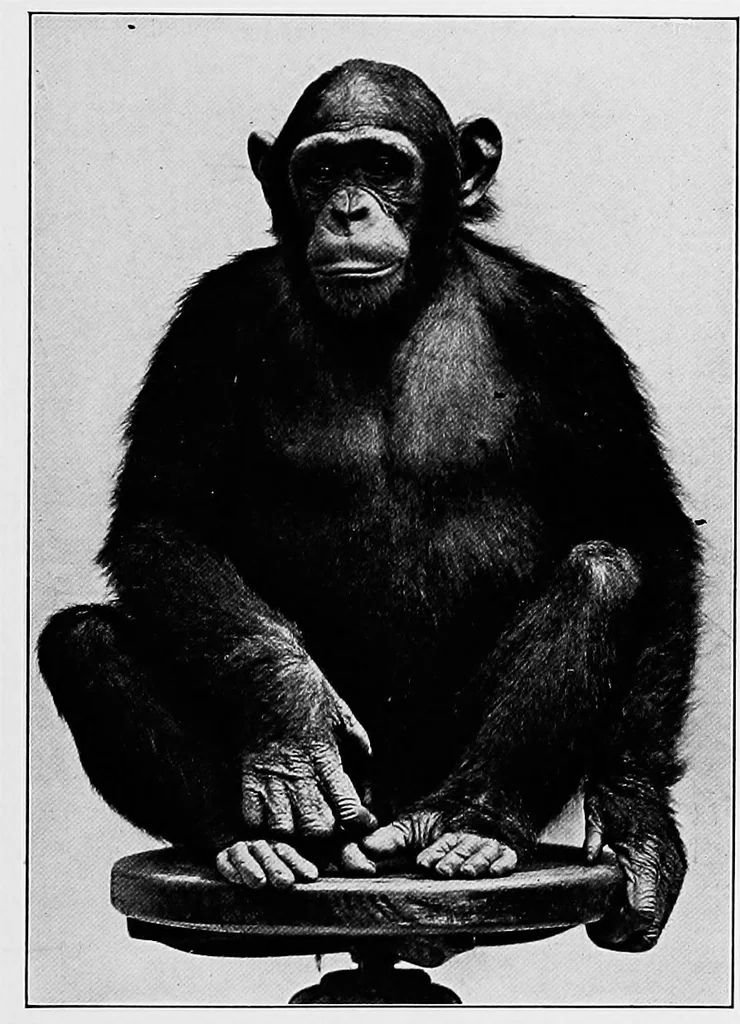 An illustration from Men of the old stone age, their environment, life and art, 1918, leaf 92