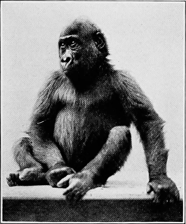 An illustration from Men of the old stone age, their environment, life and art, 1918, leaf 94