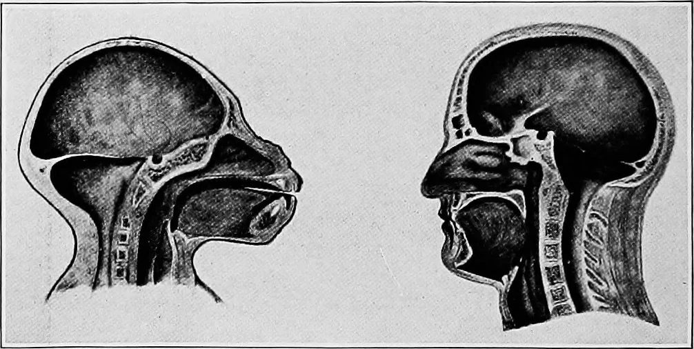 An illustration from Men of the old stone age, their environment, life and art, 1918, leaf 95