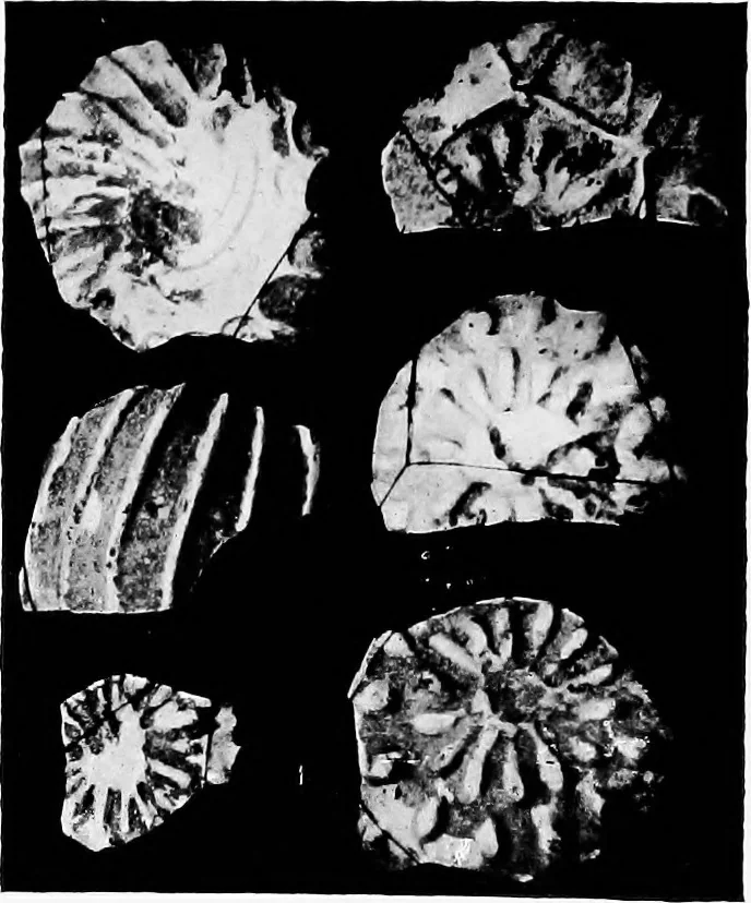 An illustration from Illustrated descriptive account of the Museum of Andalucian pottery and lace, antique and modern; together with notes on pre-Roman Seville and the lost city of Tharsis, 1913, leaf 121